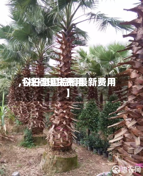 【棕榈现货费用,今日全国棕榈最新费用】