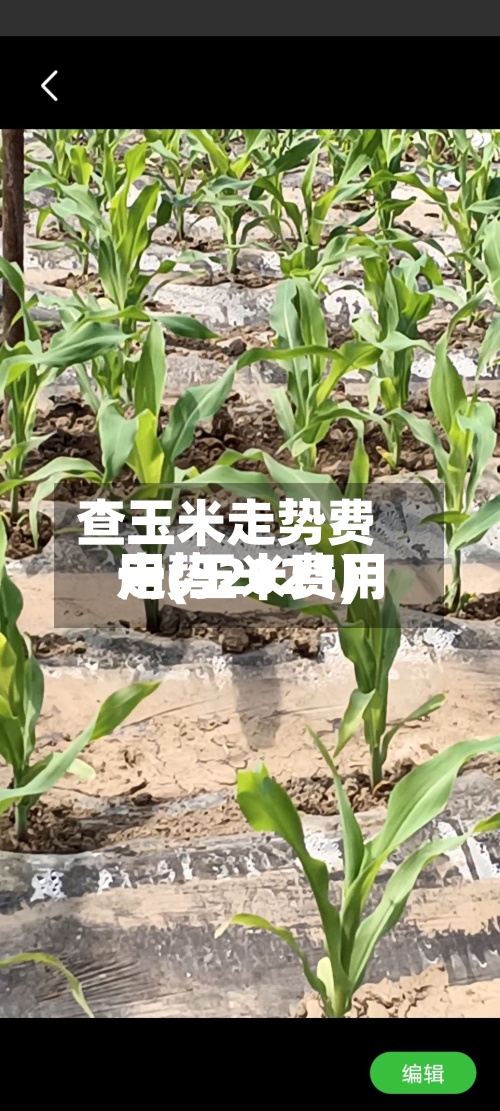 查玉米走势费用
一(玉米费用
走势2021)-第2张图片