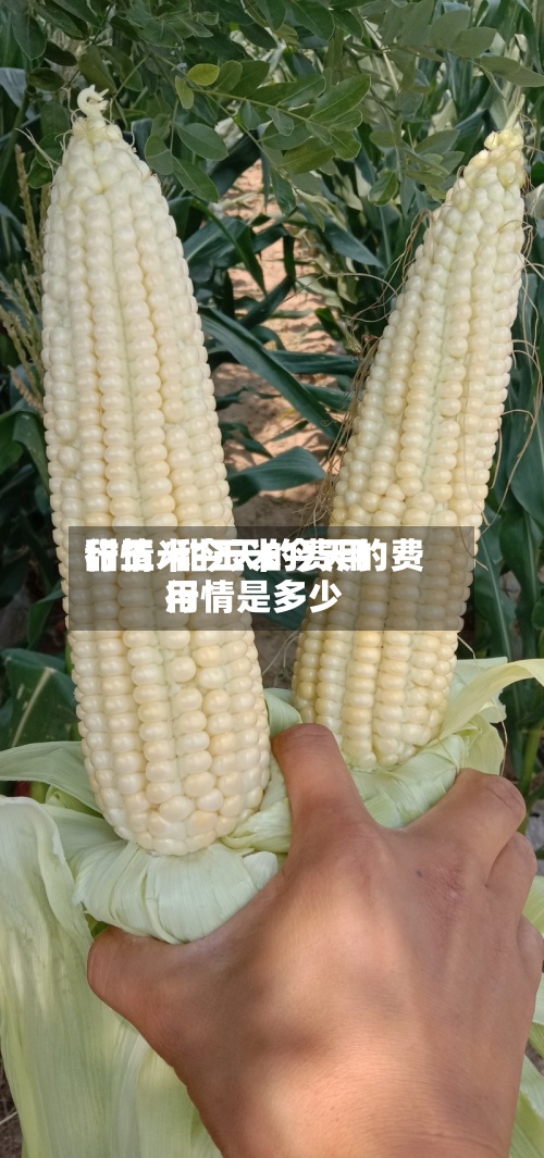 甜玉米今天的费用
行情/甜玉米今天的费用
行情是多少-第2张图片