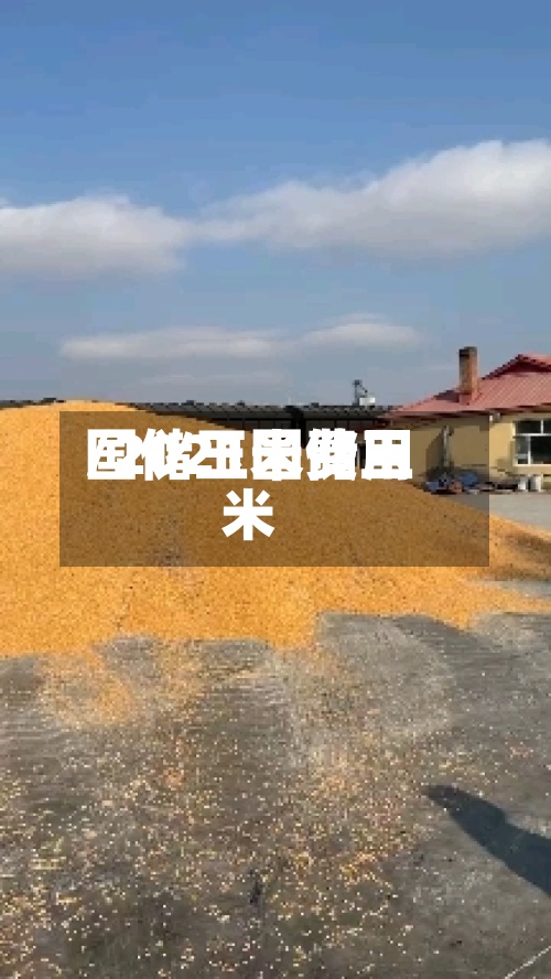 国储玉米费用/2021国储玉米