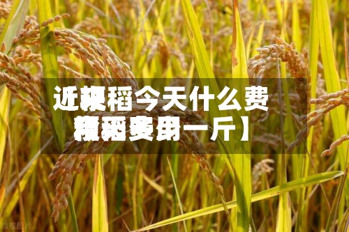 近来【粳稻今天什么费用粳稻费用今天多少一斤】