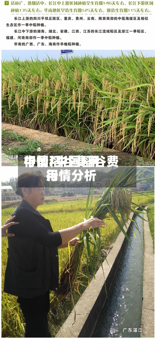 中国稻谷费用
行情/中国稻谷费用
行情分析-第2张图片