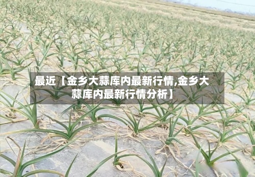 最近【金乡大蒜库内最新行情,金乡大蒜库内最新行情分析】