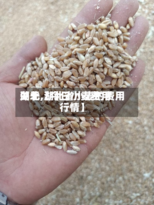 关于【今日小麦费用
湖北,湖北省小麦的费用
行情】