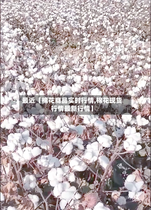 最近【棉花商品实时行情,棉花现货行情最新行情】-第2张图片