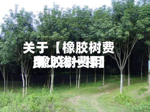 关于【橡胶树费用
,橡胶树费用
多少钱一棵】-第2张图片
