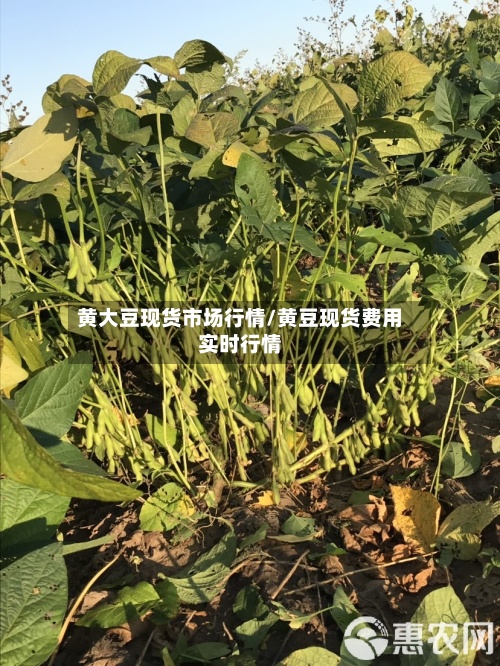 黄大豆现货市场行情/黄豆现货费用
实时行情-第2张图片