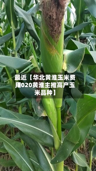最近【华北黄淮玉米费用
,2020黄淮主推高产玉米品种】