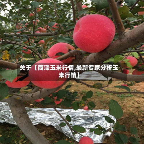 关于【苘泽玉米行情,最新专家分析玉米行情】-第2张图片