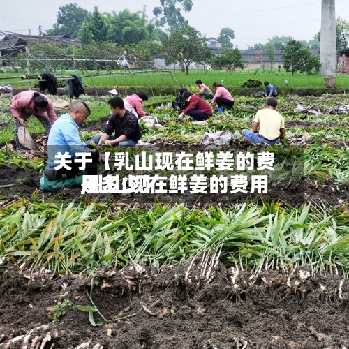关于【乳山现在鲜姜的费用
,乳山现在鲜姜的费用
是多少】-第3张图片