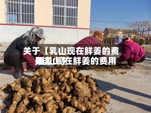 关于【乳山现在鲜姜的费用
,乳山现在鲜姜的费用
是多少】