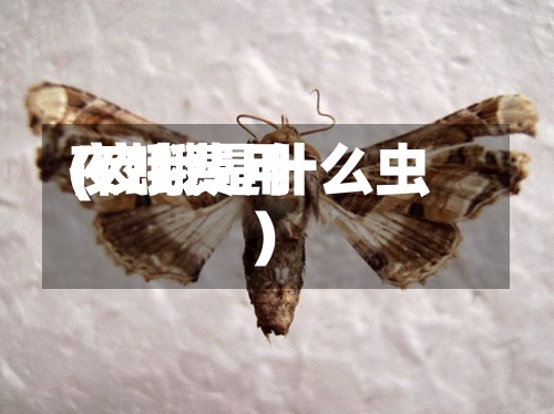 夜蛾费用
(夜蛾是什么虫)-第2张图片
