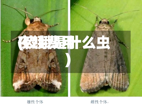 夜蛾费用(夜蛾是什么虫)