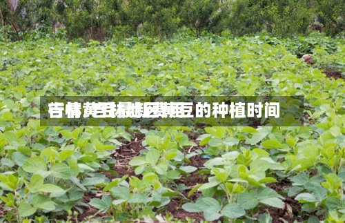 吉林黄豆最新费用
行情/吉林地区黄豆的种植时间