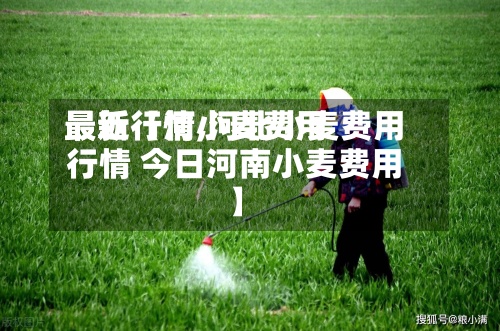 最近【河小麦费用
最新行情,河北小麦费用
行情 今日河南小麦费用
】-第2张图片