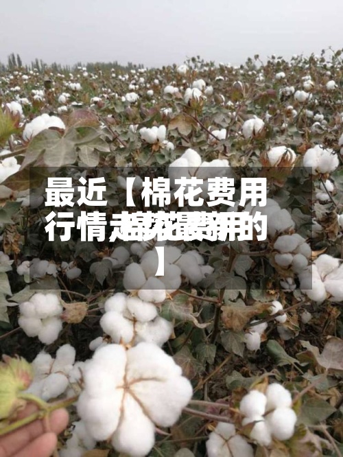 最近【棉花费用
行情,棉花费用
行情走势最新的】