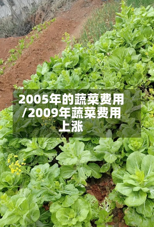 2005年的蔬菜费用
/2009年蔬菜费用
上涨-第3张图片