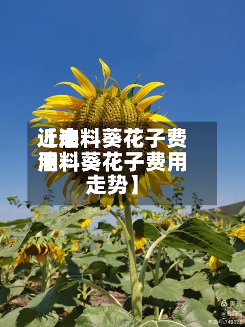 近来【油料葵花子费用油料葵花子费用走势】