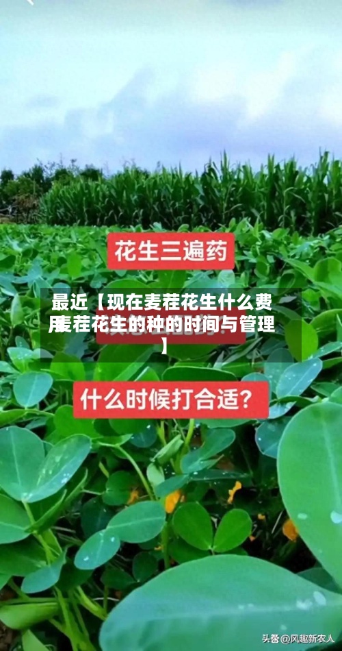最近【现在麦茬花生什么费用
,麦茬花生的种的时间与管理】