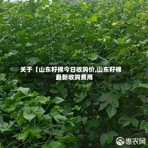 关于【山东籽棉今日收购价,山东籽棉最新收购费用
】-第2张图片