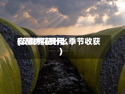 安徽棉花费用
(安徽棉花什么季节收获)-第2张图片