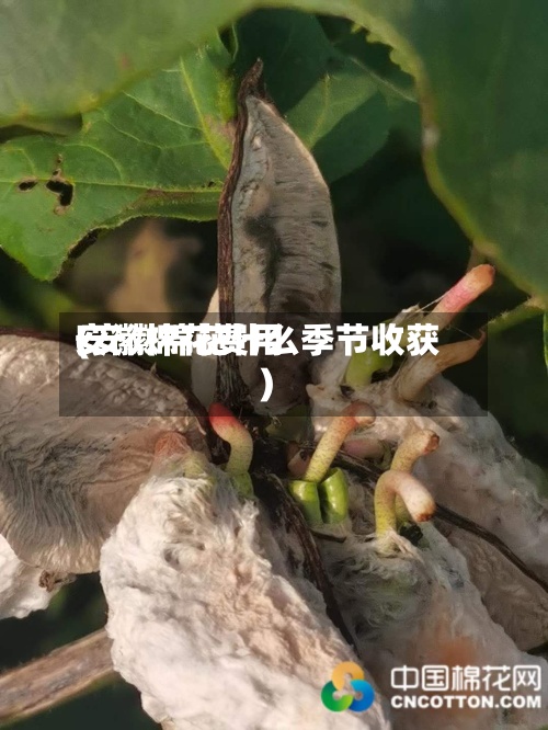 安徽棉花费用
(安徽棉花什么季节收获)