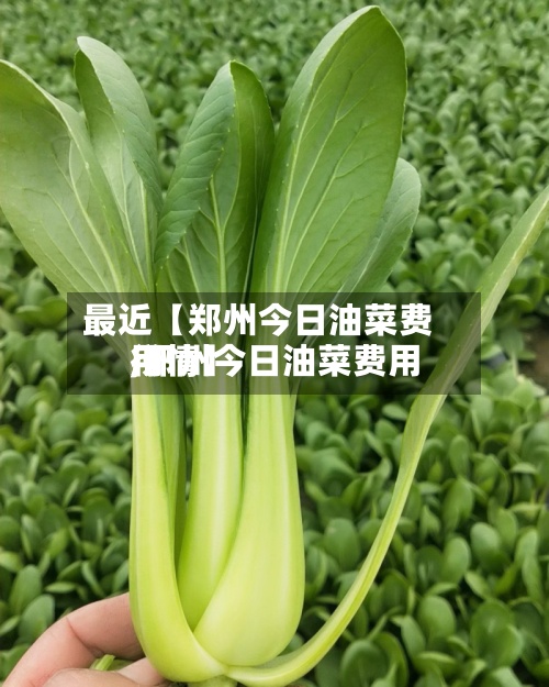 最近【郑州今日油菜费用
,郑州今日油菜费用
行情】