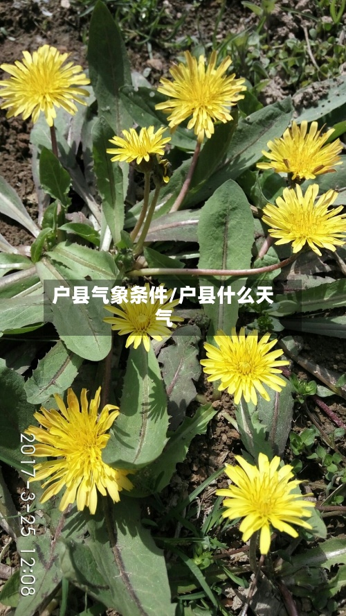 户县气象条件/户县什么天气
