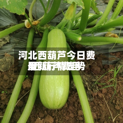 河北西葫芦今日费用
/西葫芦费用
最新行情走势