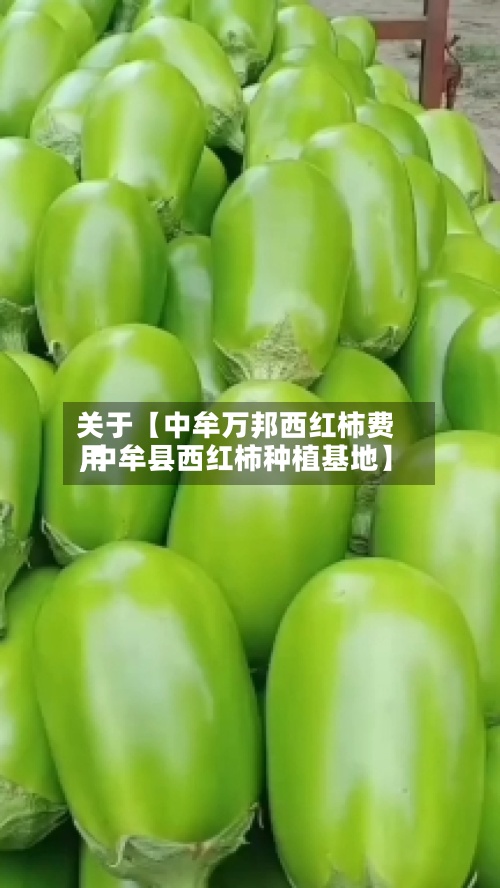 关于【中牟万邦西红柿费用,中牟县西红柿种植基地】-第2张图片
