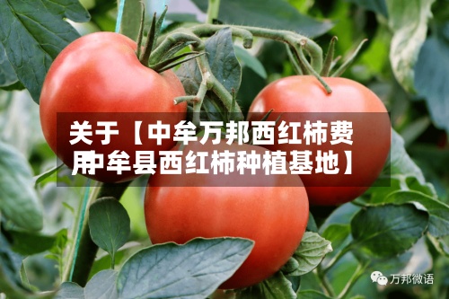 关于【中牟万邦西红柿费用
,中牟县西红柿种植基地】