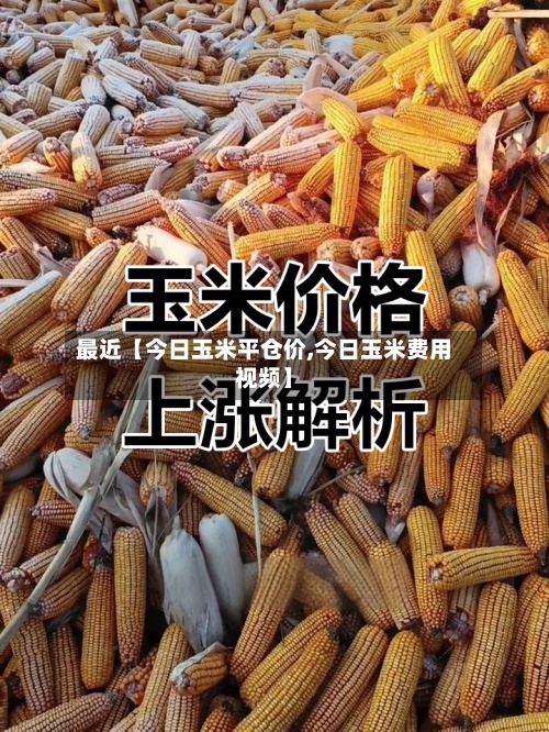 最近【今日玉米平仓价,今日玉米费用
视频】