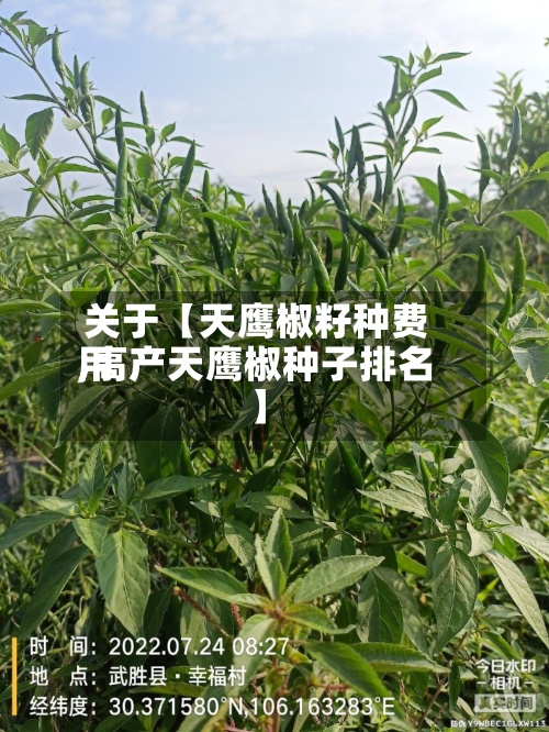 关于【天鹰椒籽种费用
,高产天鹰椒种子排名】