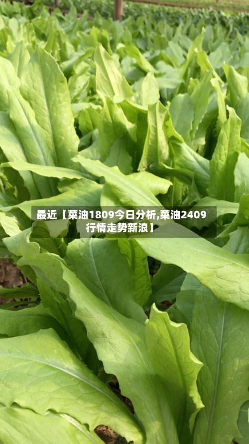 最近【菜油1809今日分析,菜油2409行情走势新浪】