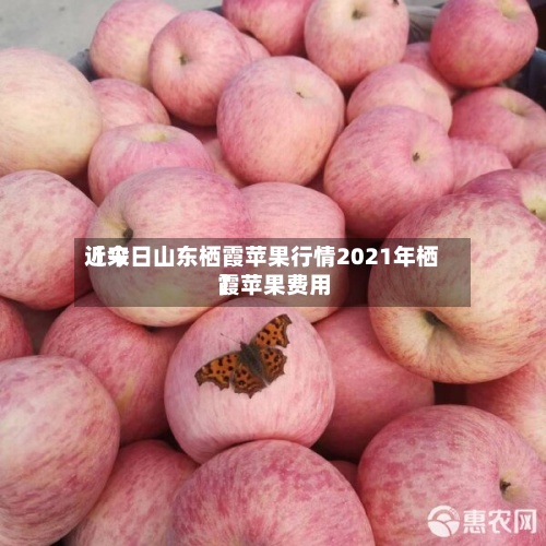 近来
【今日山东栖霞苹果行情2021年栖霞苹果费用
】
