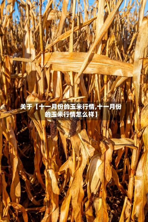 关于【十一月份的玉米行情,十一月份的玉米行情怎么样】
