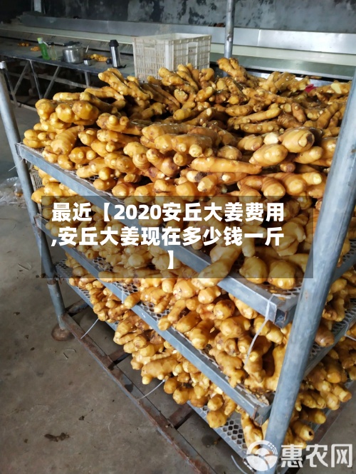 最近【2020安丘大姜费用,安丘大姜现在多少钱一斤】