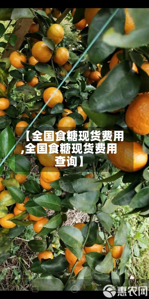 【全国食糖现货费用,全国食糖现货费用查询】-第2张图片