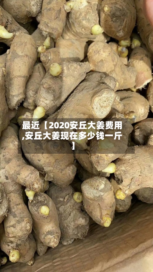 最近【2020安丘大姜费用
,安丘大姜现在多少钱一斤】-第3张图片