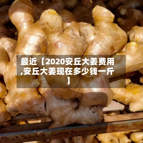 最近【2020安丘大姜费用
,安丘大姜现在多少钱一斤】-第2张图片