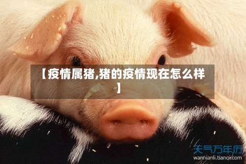 【疫情属猪,猪的疫情现在怎么样】-第2张图片