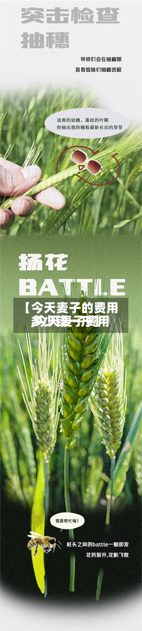 【今天麦子的费用
,今天麦子费用
多少钱一斤】-第2张图片
