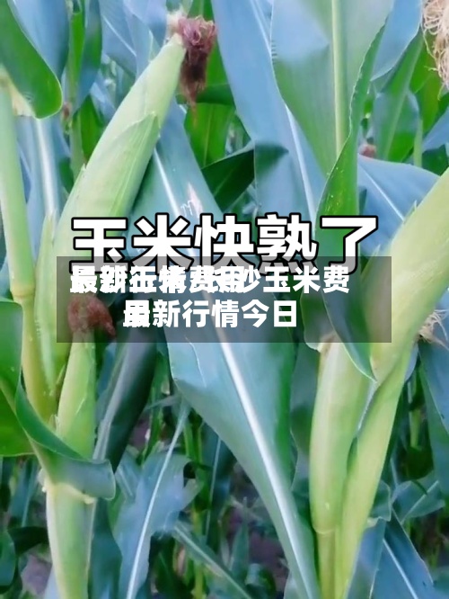 长沙玉米费用最新行情/长沙玉米费用最新行情今日