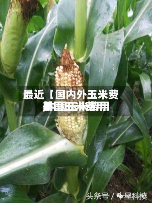 最近【国内外玉米费用,中国玉米费用美国玉米费用】-第2张图片