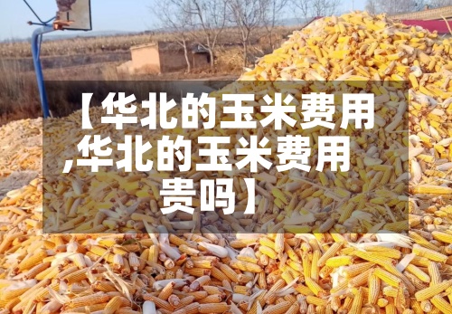 【华北的玉米费用,华北的玉米费用贵吗】
