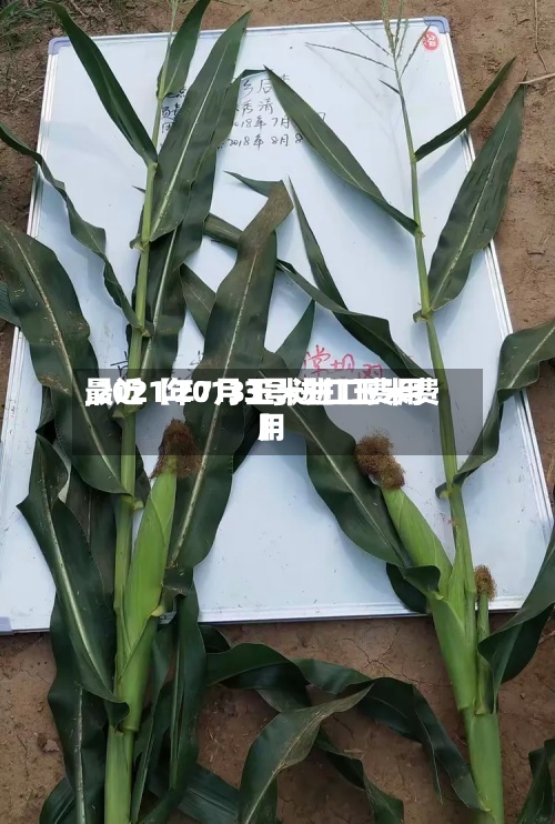 最近【2013玉米进口费用
,2021年7月3号进口玉米费用
】-第2张图片