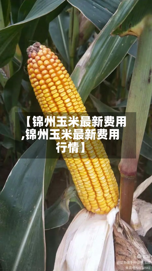 【锦州玉米最新费用,锦州玉米最新费用行情】