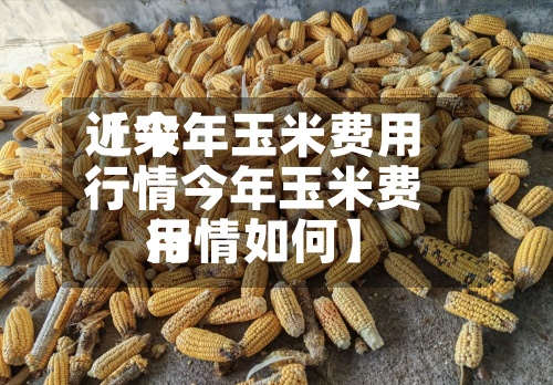 近来【今年玉米费用行情今年玉米费用行情如何】
