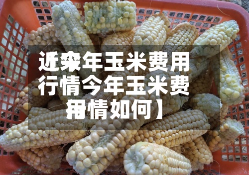 近来【今年玉米费用行情今年玉米费用行情如何】-第3张图片