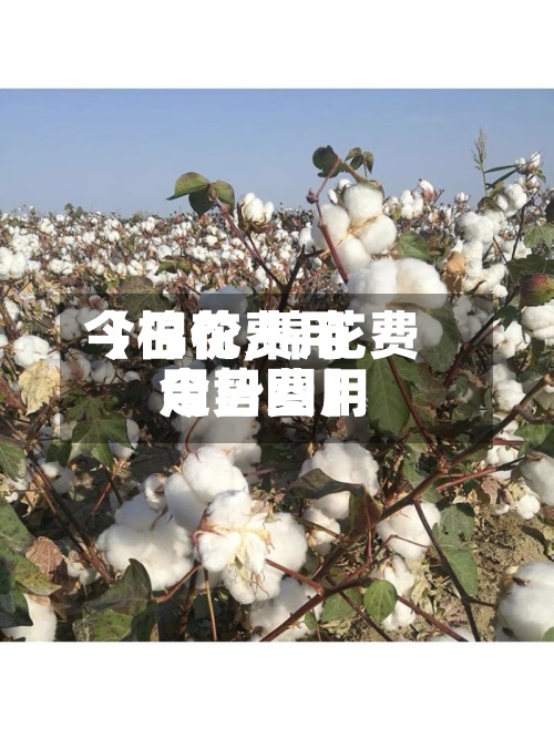 【棉花费用
今日价,棉花费用
今日费用
走势图】-第3张图片